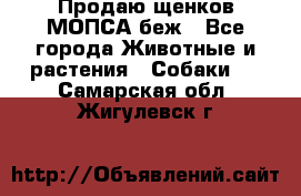 Продаю щенков МОПСА беж - Все города Животные и растения » Собаки   . Самарская обл.,Жигулевск г.